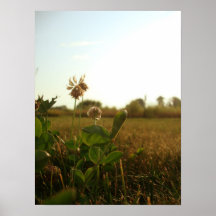 Clover Posters