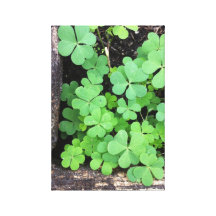 Clovers Stretched Canvas Prints