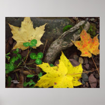 Clovers Maples Poster