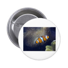 clown fish, 2 button