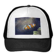 clown fish, 2 hat