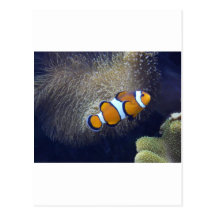 clown fish, 2 post card