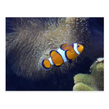 clown fish, 2 postcard