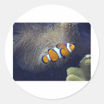 clown fish, 2 sticker