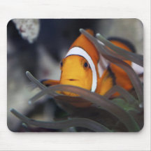 Clown-fish in anemone mouse pads