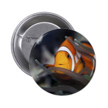 Clown-fish in anemone pin