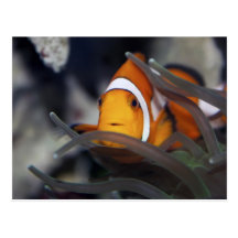 Clown-fish in anemone postcard