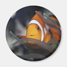 Clown-fish in anemone refrigerator magnets