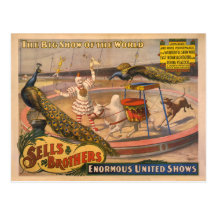 Clown, Zebu and Peacock Circus Poster Post Cards