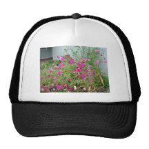 Cluster of cosmos flowers hats