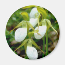 Cluster of white lady slippers refrigerator magnet