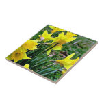 Cluster of Yellow Daffodils blossoming in green ba Tiles