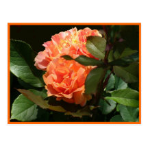 Clustered Coral Roses Postcards