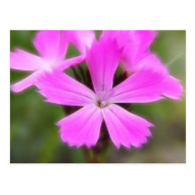 Clusterhead Pink - Dianthus carthusianorum Post Card