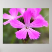 Clusterhead Pink - Dianthus carthusianorum Poster