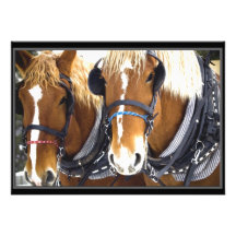Clydesdale Draught   Horse Invitation