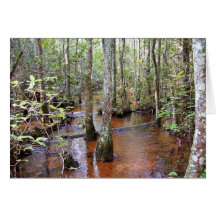 Coastal Plain stream, braided system, sandbed stre Greeting Cards
