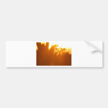 Coastal plants sunset bumper sticker
