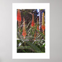 Cobweb posters