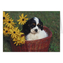 Cocker Spaniel Cards