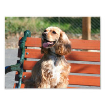 Cocker spaniel photograph
