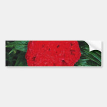 Cockscomb, East Indies flowers Bumper Stickers