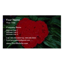 Cockscomb, East Indies flowers Business Card