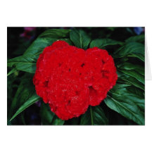 Cockscomb, East Indies flowers Greeting Card