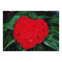Cockscomb, East Indies flowers Invites