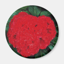 Cockscomb, East Indies flowers Magnet