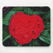 Cockscomb, East Indies flowers Mousepad