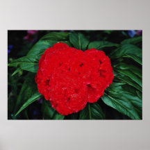 Cockscomb, East Indies flowers Print