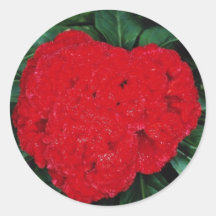 Cockscomb, East Indies flowers Sticker