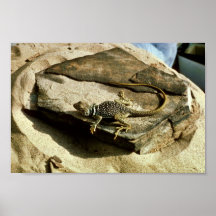Collard lizard poster