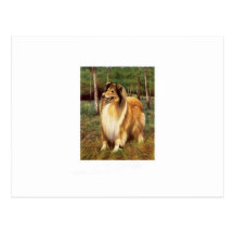 Collie Post Cards