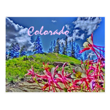 Colorado columbine scenic postcard
