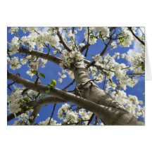 Colorado Flowering Tree Greeting Cards