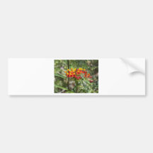 Colorful Milkweed Bumper Sticker