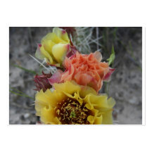 colorfull plains prickle pear flowers in pink and business cards