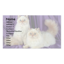 Colorpoint Longhair, cream point colorpoint Business Card