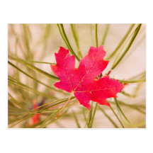 Colour Catch Postcard