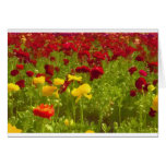 Colour Field Greeting Card