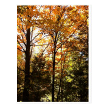 Colourful Autumn Leaves in the Forest Postcard