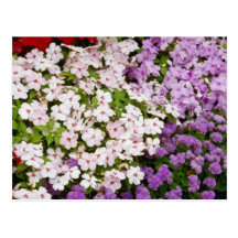 Colourful blend of begonias flowers postcard