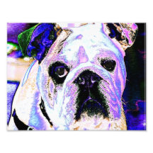 Colourful Bulldog Photograph
