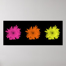 Colourful Chrysanthemum 3 Poster