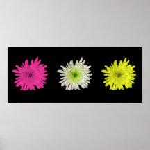 Colourful Chrysanthemum Poster