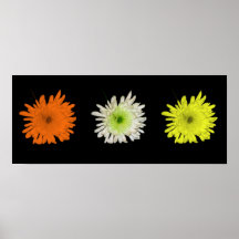 Colourful Chrysanthemums 2 Posters