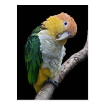 Colourful Cutie Postcard