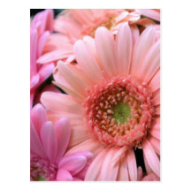 Colourful Daisies Postcard